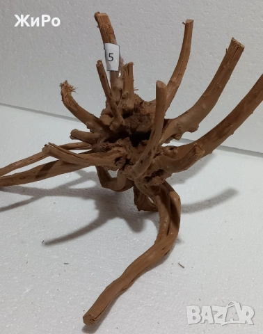 Корен от Азалия /декорация/ 5, снимка 2 - Други - 48577863