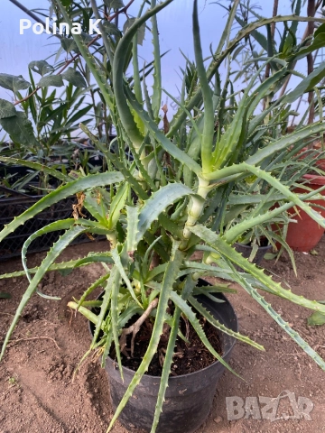 Два броя Алое Вера , снимка 2 - Градински цветя и растения - 52745742