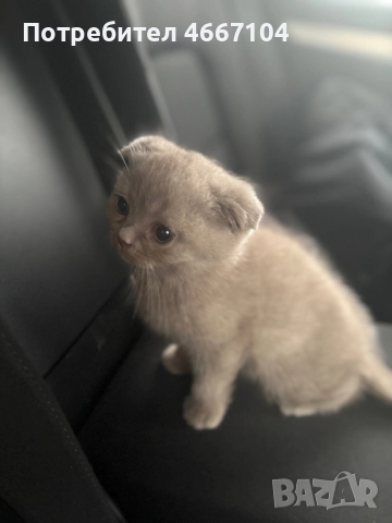 британско късокосместо коте на два месеца ,женско , снимка 4 - Британска късокосместа - 52632975