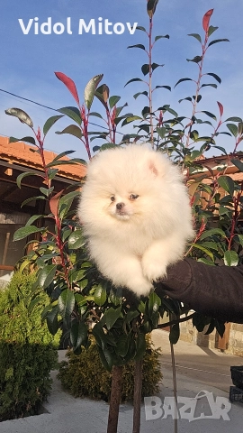 Мини Померан момче 