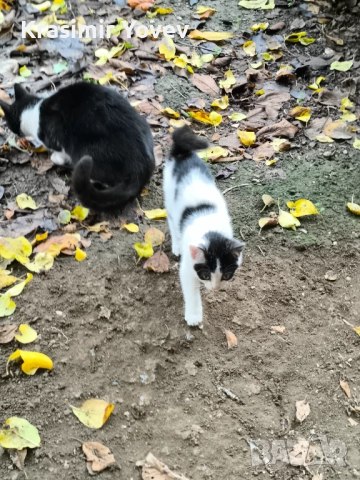 Подарявам две котета , снимка 6 - Други - 52351473