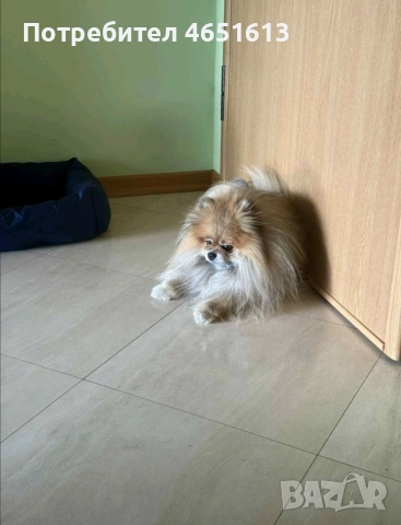 Породист мъжки померан търси своята половинка за разплод!, снимка 2 - Померан - 52642679