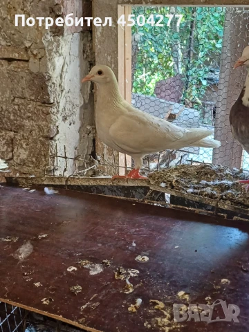 Свободни гълъби, снимка 10 - Гълъби - 50677179