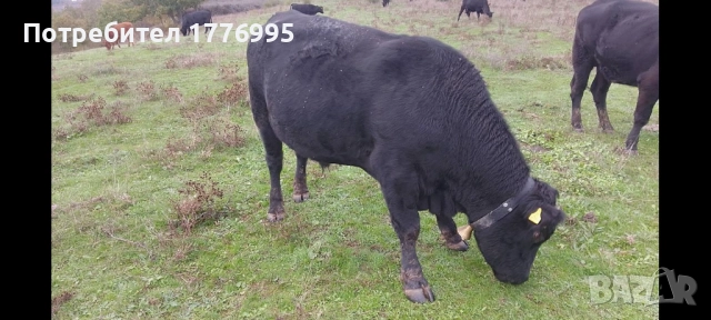 Бик за разплод