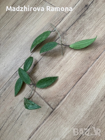 Hoya Rangsan , снимка 2 - Стайни растения - 52598225