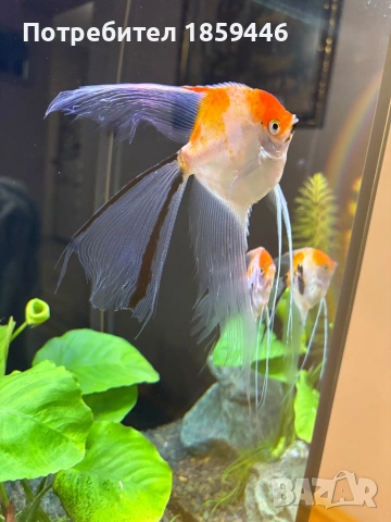 Скаларии чифт