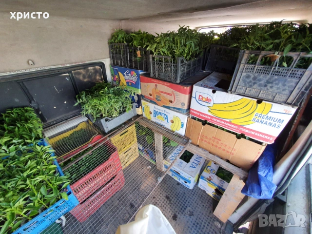 Разсад - домати, краставици, пипер, патладжани, пъпеши, дини и др., снимка 4 - Разсади - 53760110