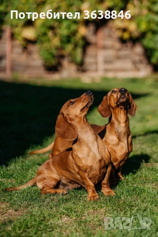 дакел, снимка 6 - Дакели - 52433665