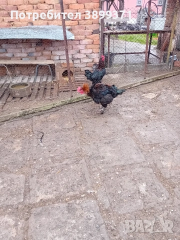 Петли маран 