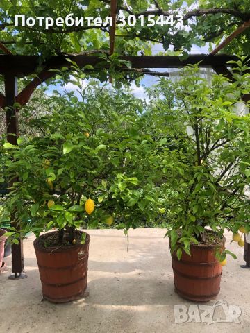 Лимонови дървета, снимка 1 - Градински цветя и растения - 42955915