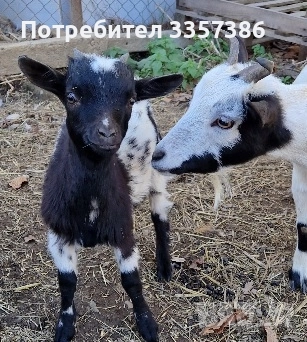 Продавам Декоративни Кози, снимка 6 - Кози - 52865396