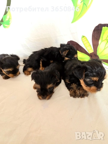 мини йоркширски териер, снимка 6 - Йоркширски териер - 53464061