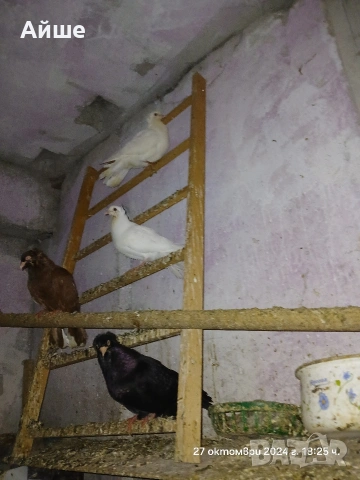 Паламарски гълъби, снимка 7 - Гълъби - 53065726