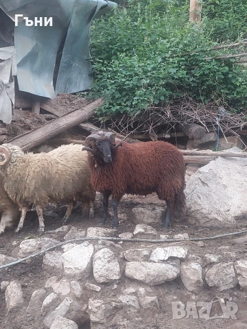 коч кочове овце , снимка 14 - Овце - 53624151