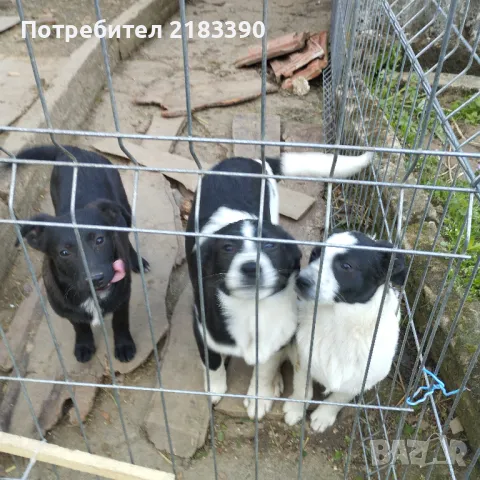 Подарявам малки кученца , снимка 1