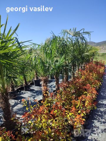 палми Трахикарпус , снимка 2 - Градински цветя и растения - 45210285