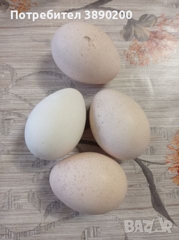 Яйца от индийски пауни
