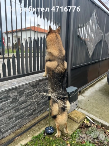 ЧЕХОСЛОВАШКИ ВЪЛЧАК, снимка 2 - Други - 53194940