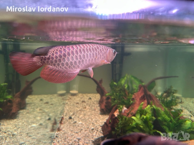 Arowana RTG, снимка 4 - Рибки - 54100964