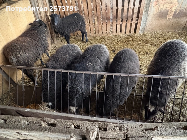 Романовски овце, снимка 3 - Овце - 53520025