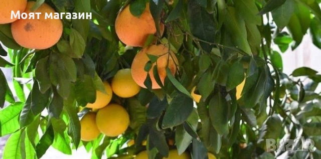 Грепфрут, снимка 4 - Градински цветя и растения - 53618975