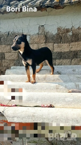 як териерче , снимка 3 - Други - 53733276