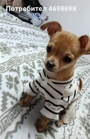 Чихуахуа-пинчер