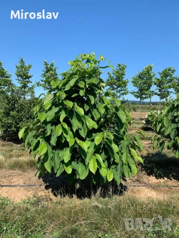 Индиански Банан /(Пау Пау), снимка 6 - Градински цветя и растения - 53890724