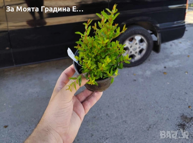 Нар , снимка 6 - Градински цветя и растения - 53623310