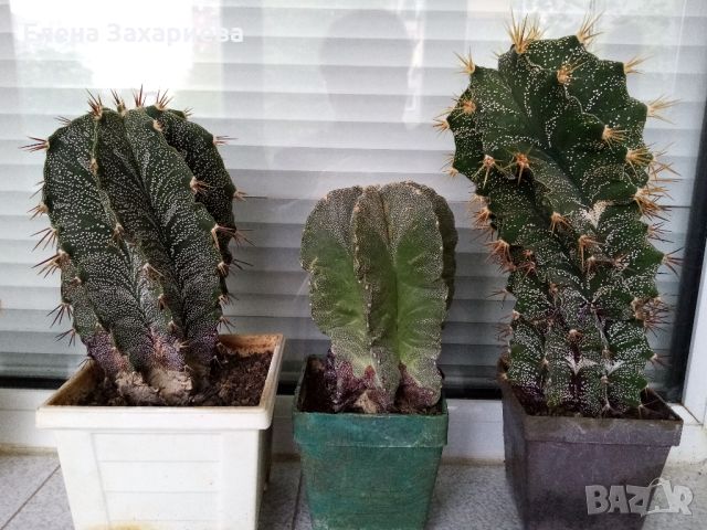 Продавам над 30 годишни кактуси, снимка 2 - Стайни растения - 17950413
