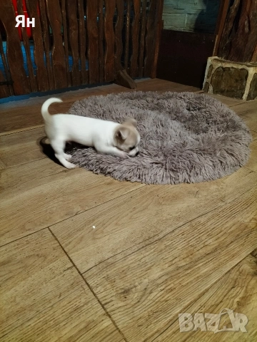 чихуахуа , снимка 6 - Чихуахуа - 52745242