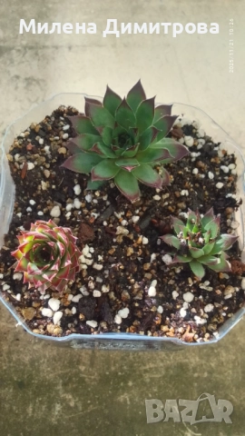 Семпервивум - дебелец различни сортове , снимка 12 - Градински цветя и растения - 52001936