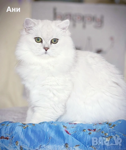 МНОГО,МНОГО СЛАДКИ БЕБЧЕТА, снимка 9 - Британска късокосместа - 54194297