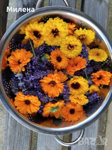 Семена за едногодишни цветя , снимка 11 - Сортови семена и луковици - 51341019