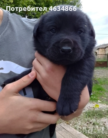 Продавам черни лабрадорчета