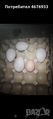 оплодени яйца и пуйки, снимка 2 - Кокошки и пуйки - 52967655