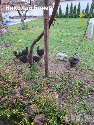 Яица за люпене от Кохен ,Брама,Орпингтон и Копринки, снимка 11 - други­ - 53056688