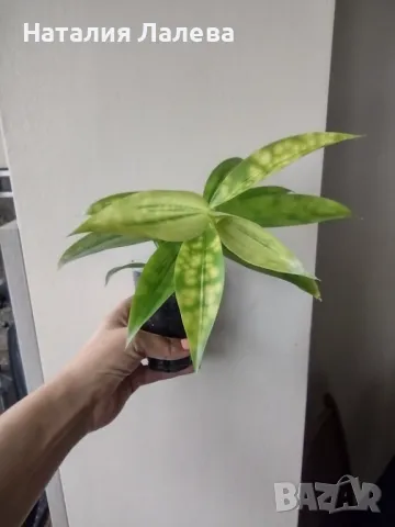 Драцена, Dracaena surculosa Mike, снимка 2 - Стайни растения - 47337301