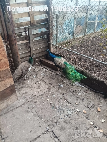 продавам пауни , снимка 3 - други­ - 52318760