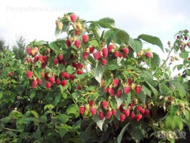 🍓НЕВРОЯТЕН СВЕЖ РАСАД ПРОМО ЦЕНИ🍓, снимка 9 - Разсади - 53566384