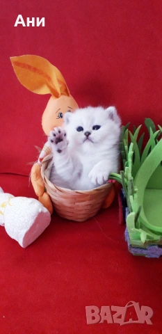 КОТЕНЦА МЕЧТА., снимка 6 - Чинчили - 54135674