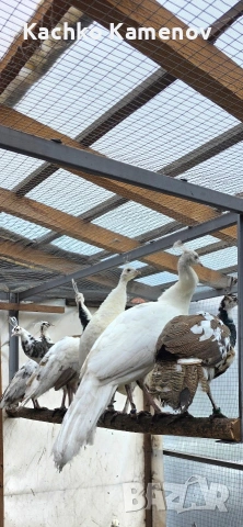 пауни, снимка 3 - други­ - 53406703