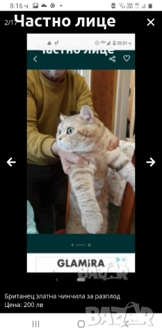 Шотландски котета златна чинчила, снимка 16 - Чинчили - 52030122