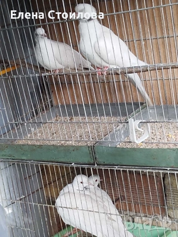 Гугутки и гълъби , снимка 17 - Гълъби - 53829038