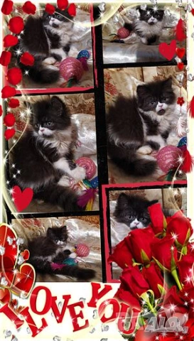  Ваксинирани персийски дългокосмести многоцветни принцове,с ЕС паспорт,микрочип домашни любимци!, снимка 14 - Други - 42172667