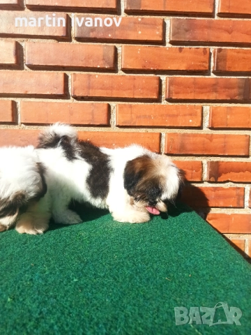 Кученца шитцу, снимка 6 - Ши Тцу - 52810323