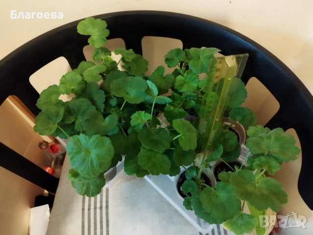 Комплект вкоренени резници Мушкато 10 бр - 4 цвята