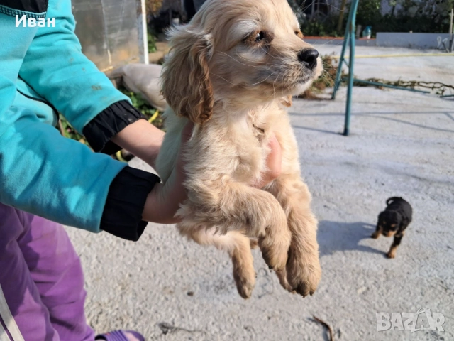 Кокер Шпаньоли