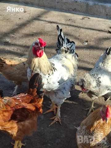 Домашни петли, снимка 7 - Кокошки и пуйки - 52912712