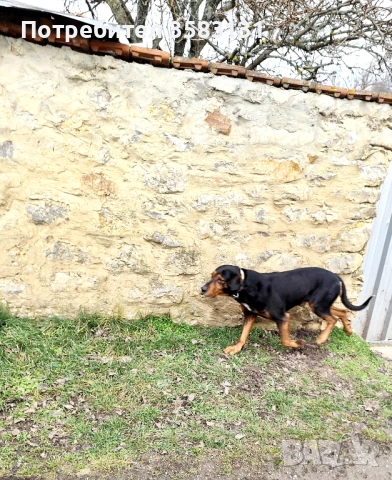         Български гончета.        Кученцата са родени на 6ти Март , снимка 6 - Гонче - 54081911